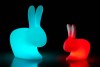 Rabbit LED at Italy365